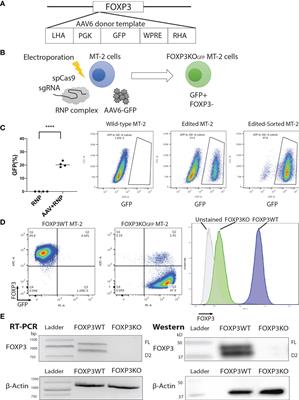 Co-Expression of FOXP3FL and FOXP3Δ2 Isoforms Is Required for Optimal Treg-Like Cell Phenotypes and Suppressive Function